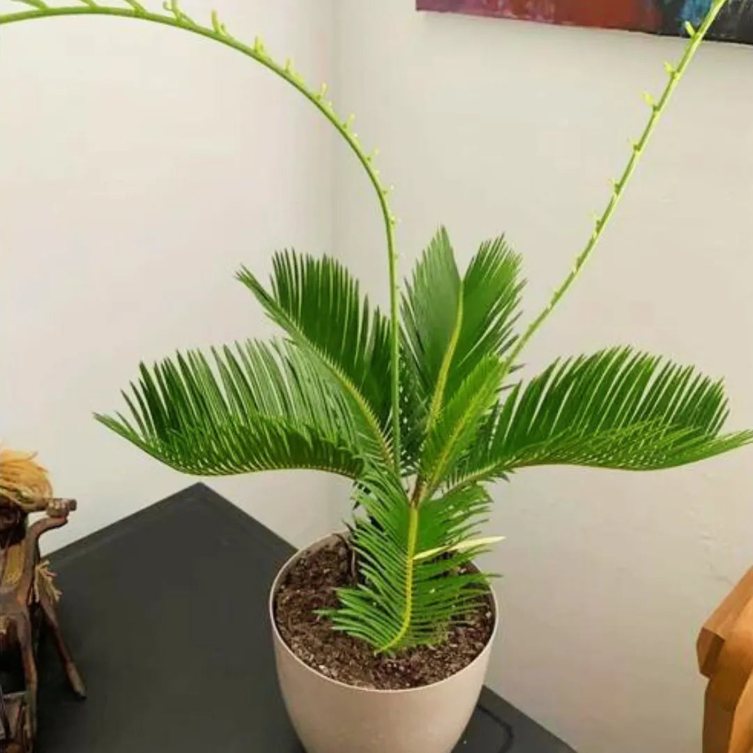 Cycas Revoluta Dwarf