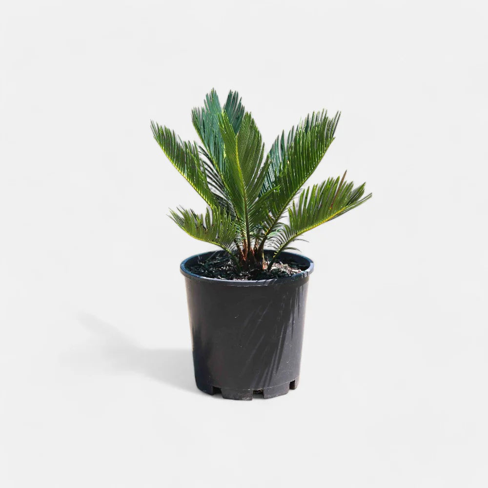 Cycas Revoluta Dwarf