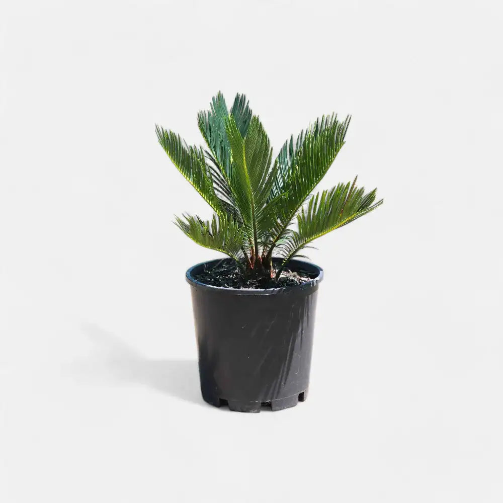 Cycas Revoluta Dwarf