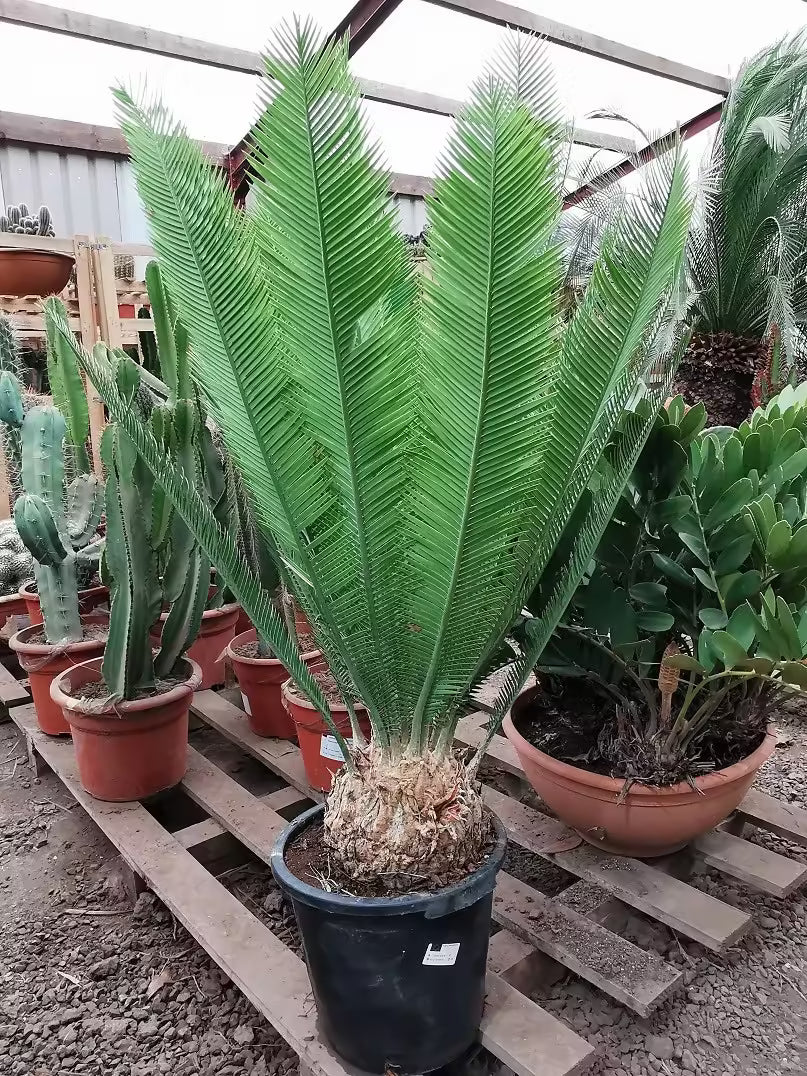 Dioon Edule Cycad