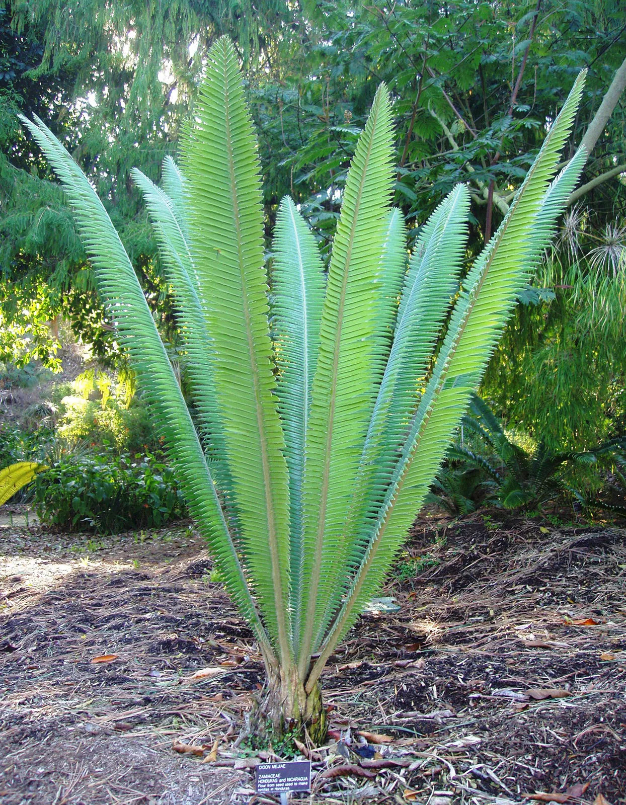 Dioon Spinulosum Cycad