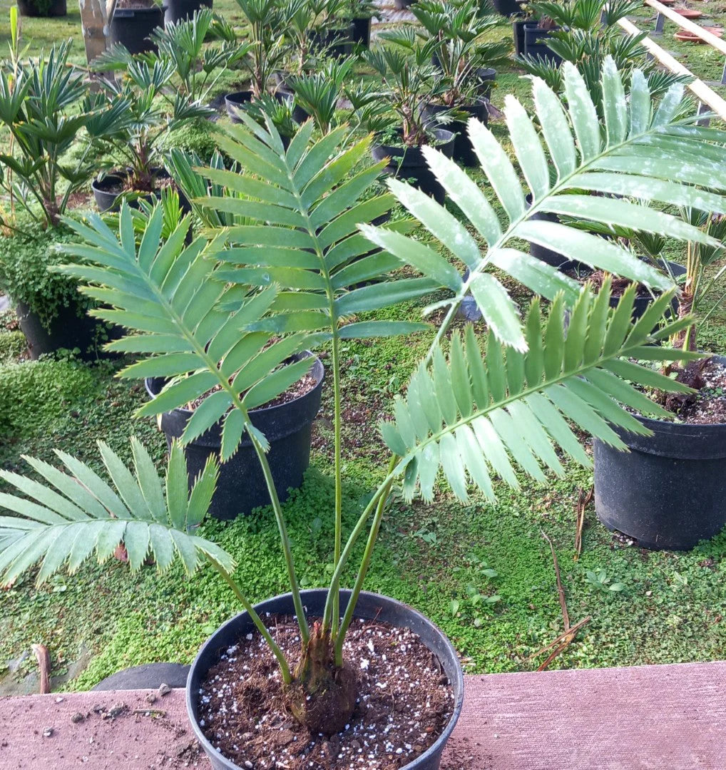 Dioon Spinulosum Cycad