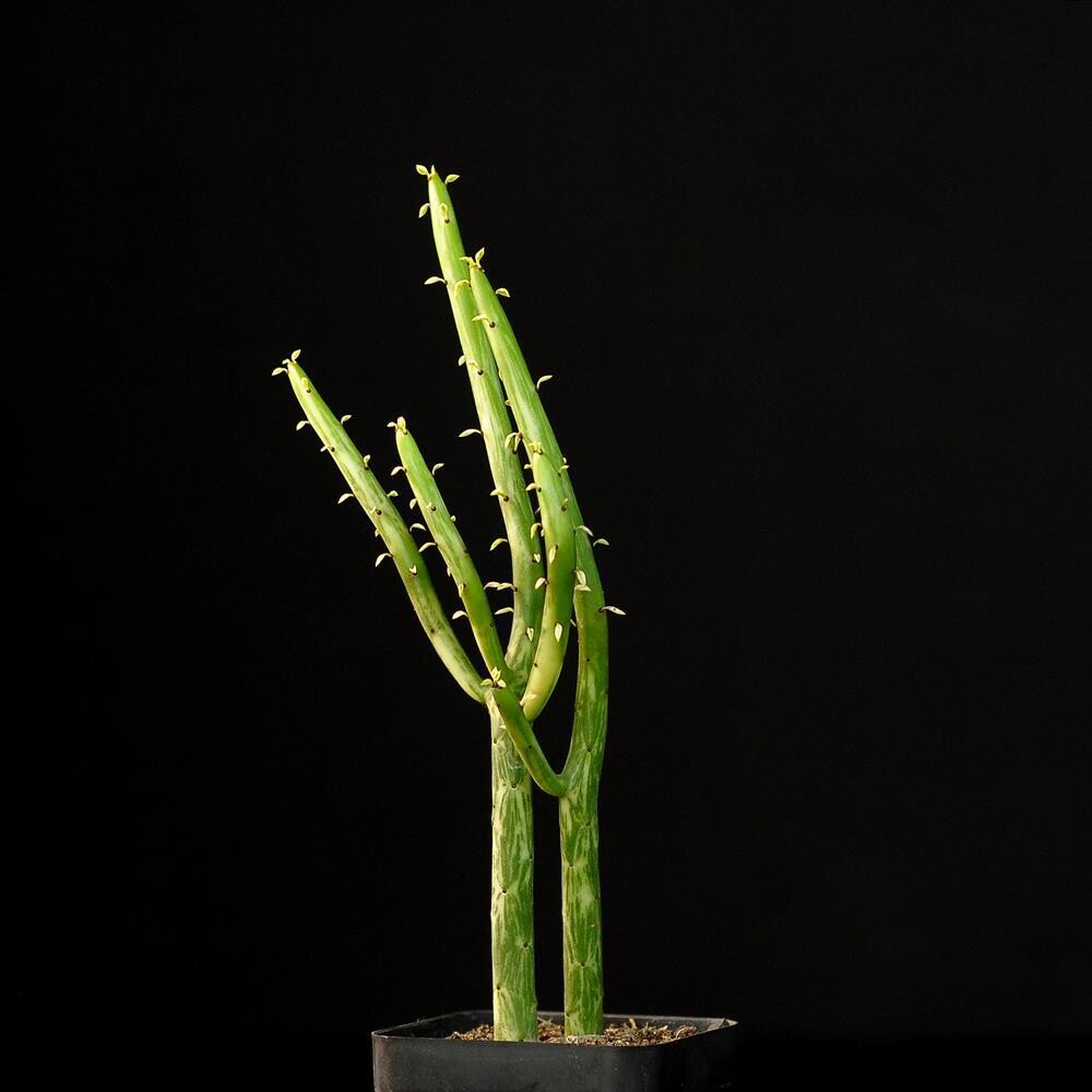 Euphorbia Leucodendron Variegated