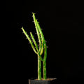 Euphorbia Leucodendron Variegated