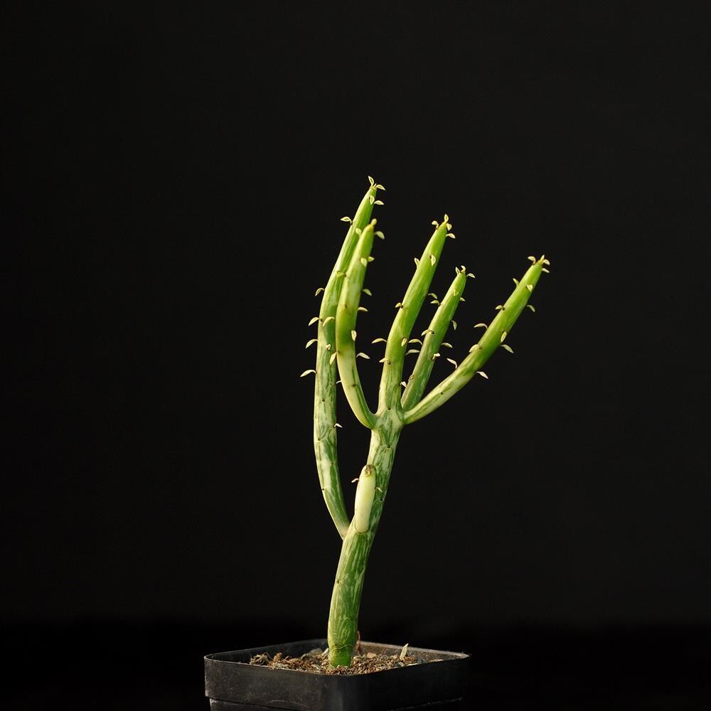 Euphorbia Leucodendron Variegated