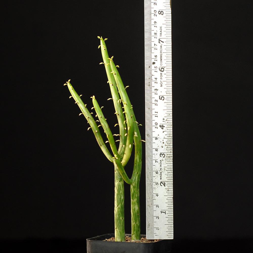 Euphorbia Leucodendron Variegated