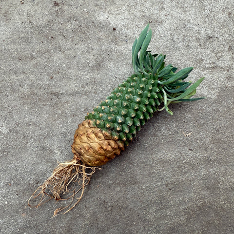 Euphorbia Sotetsu Kirin