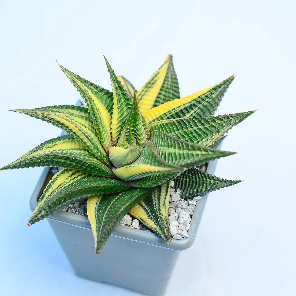 Haworthia Limifolia Variegated