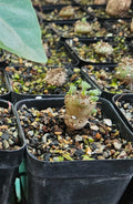 Rare succulent plant with fuzzy green leaves in black pot, ideal for collectors and enthusiasts.