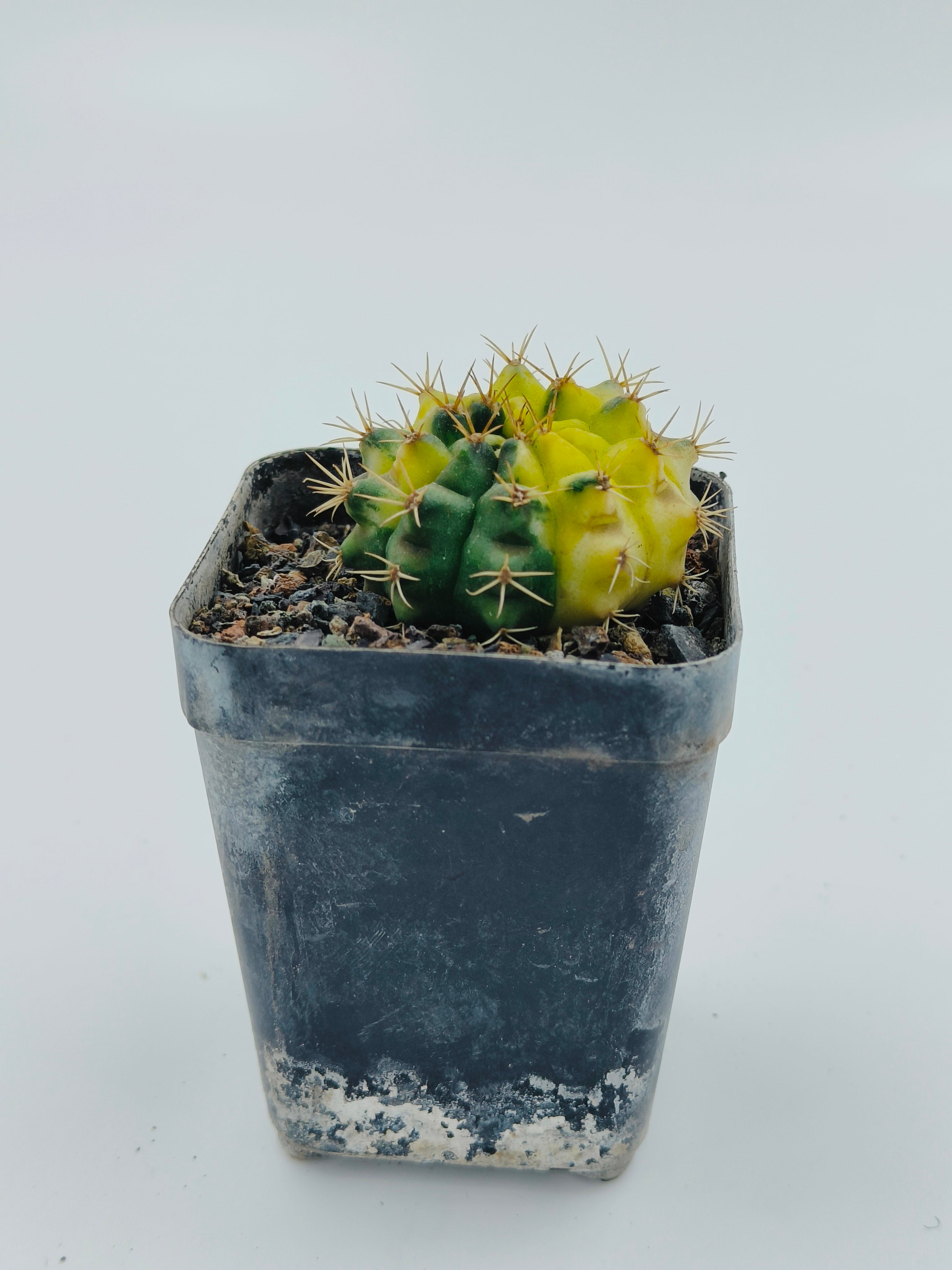 Gymnocalycium Hybrid Variegated