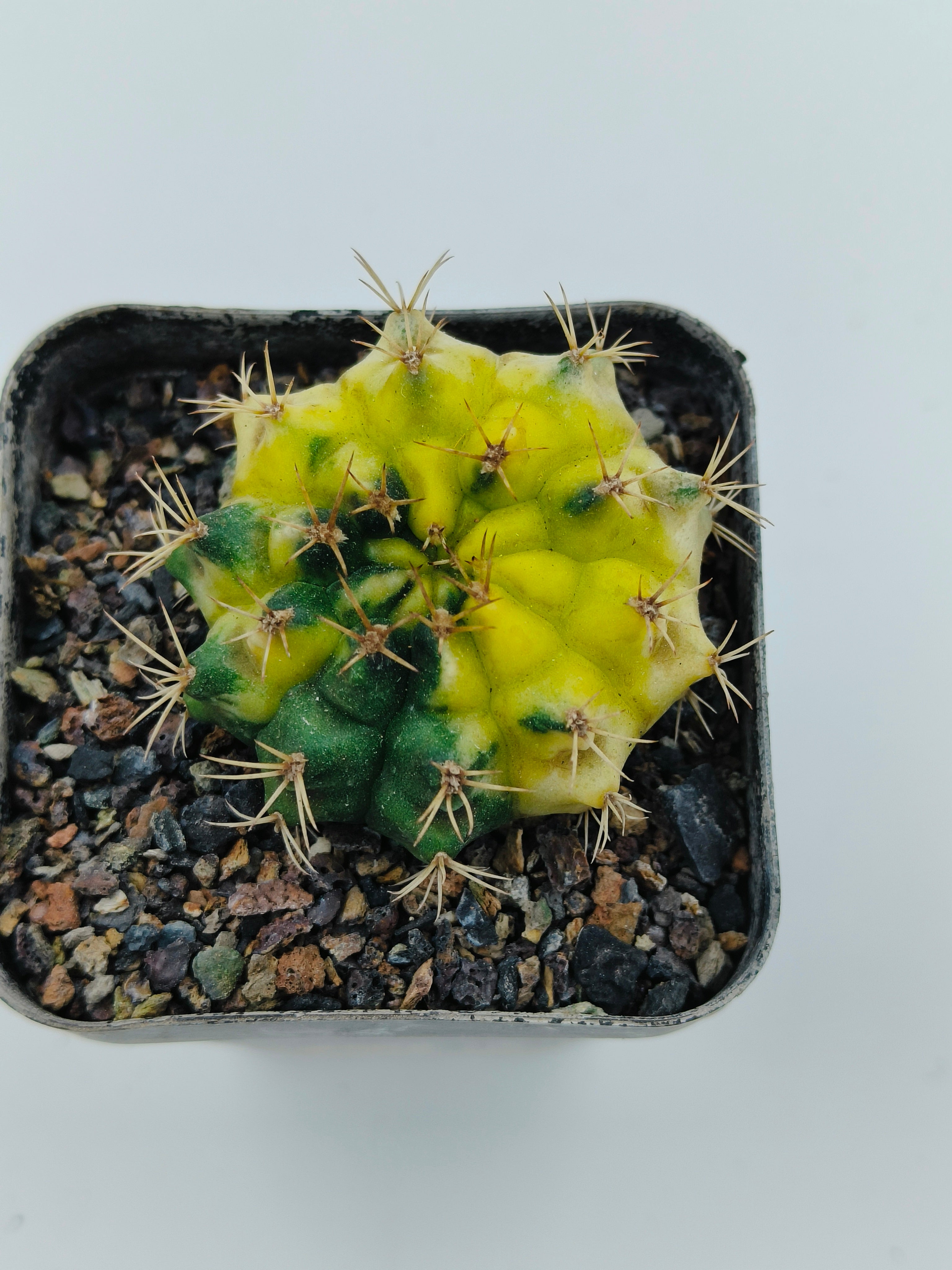 Gymnocalycium Hybrid Variegated