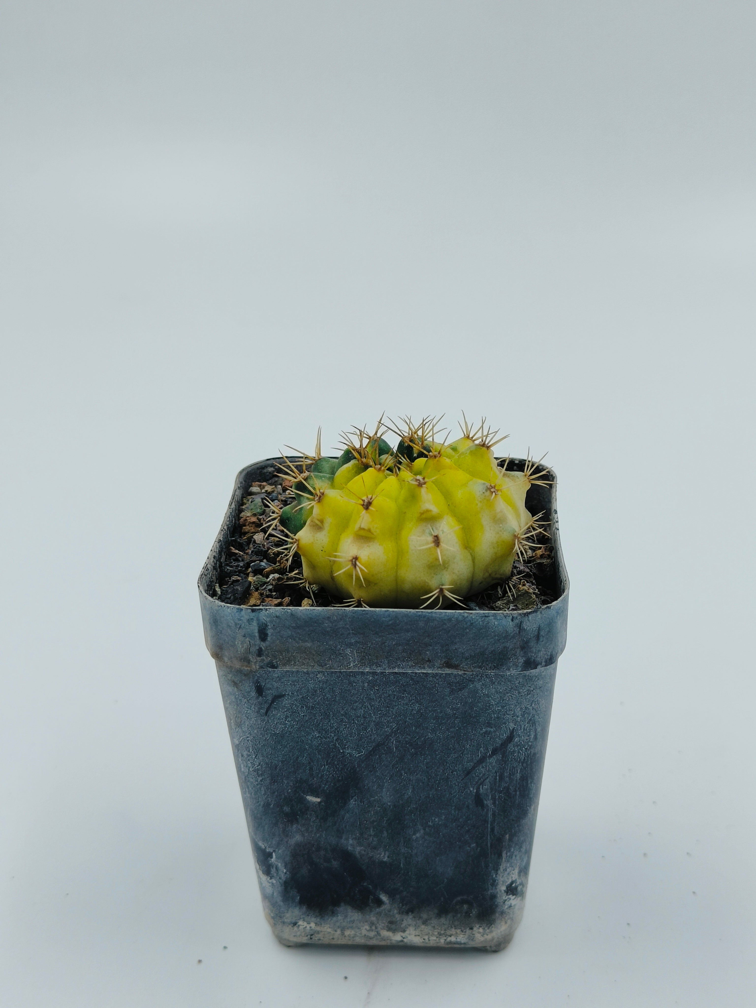Gymnocalycium Hybrid Variegated