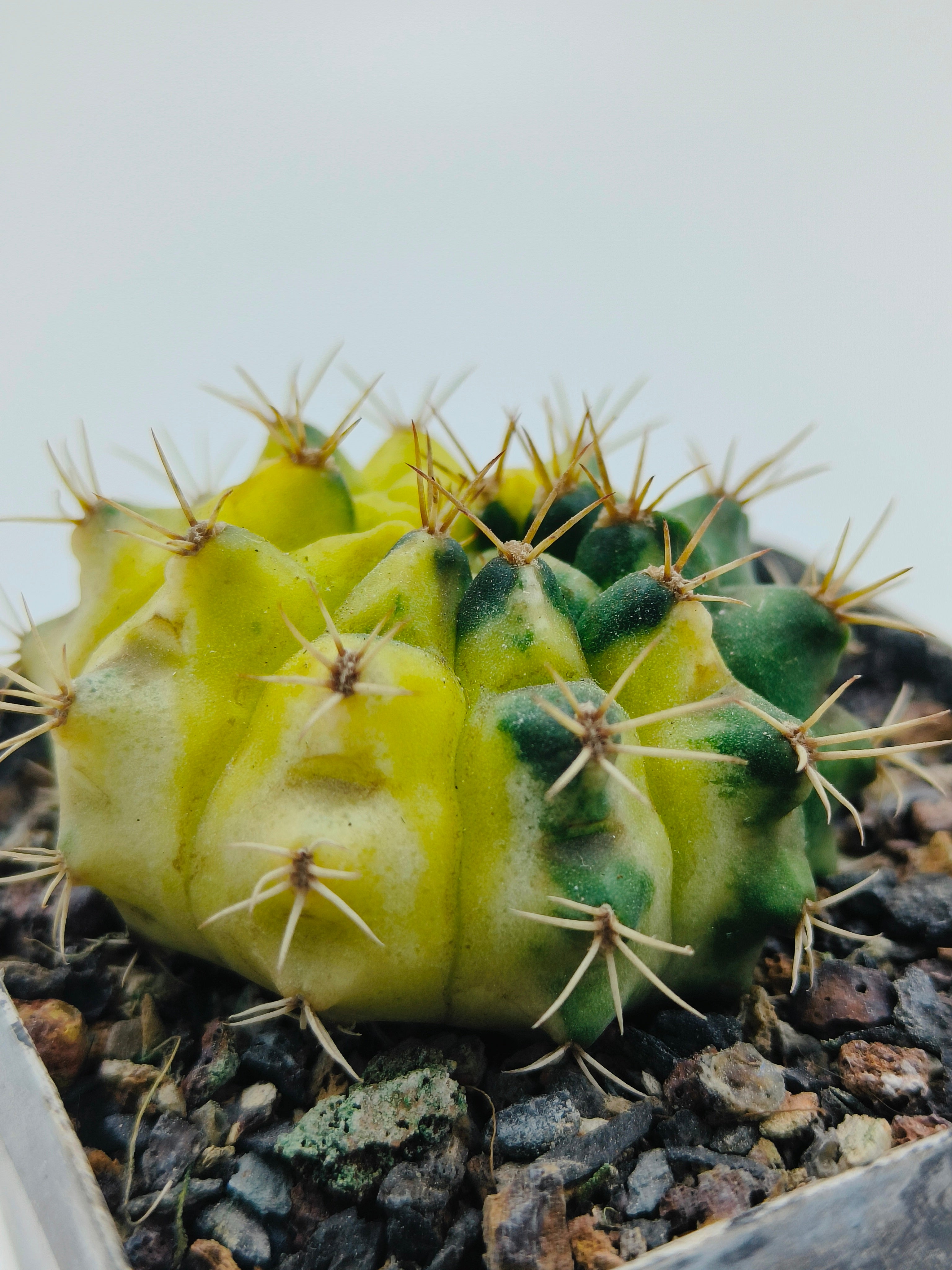 Gymnocalycium Hybrid Variegated