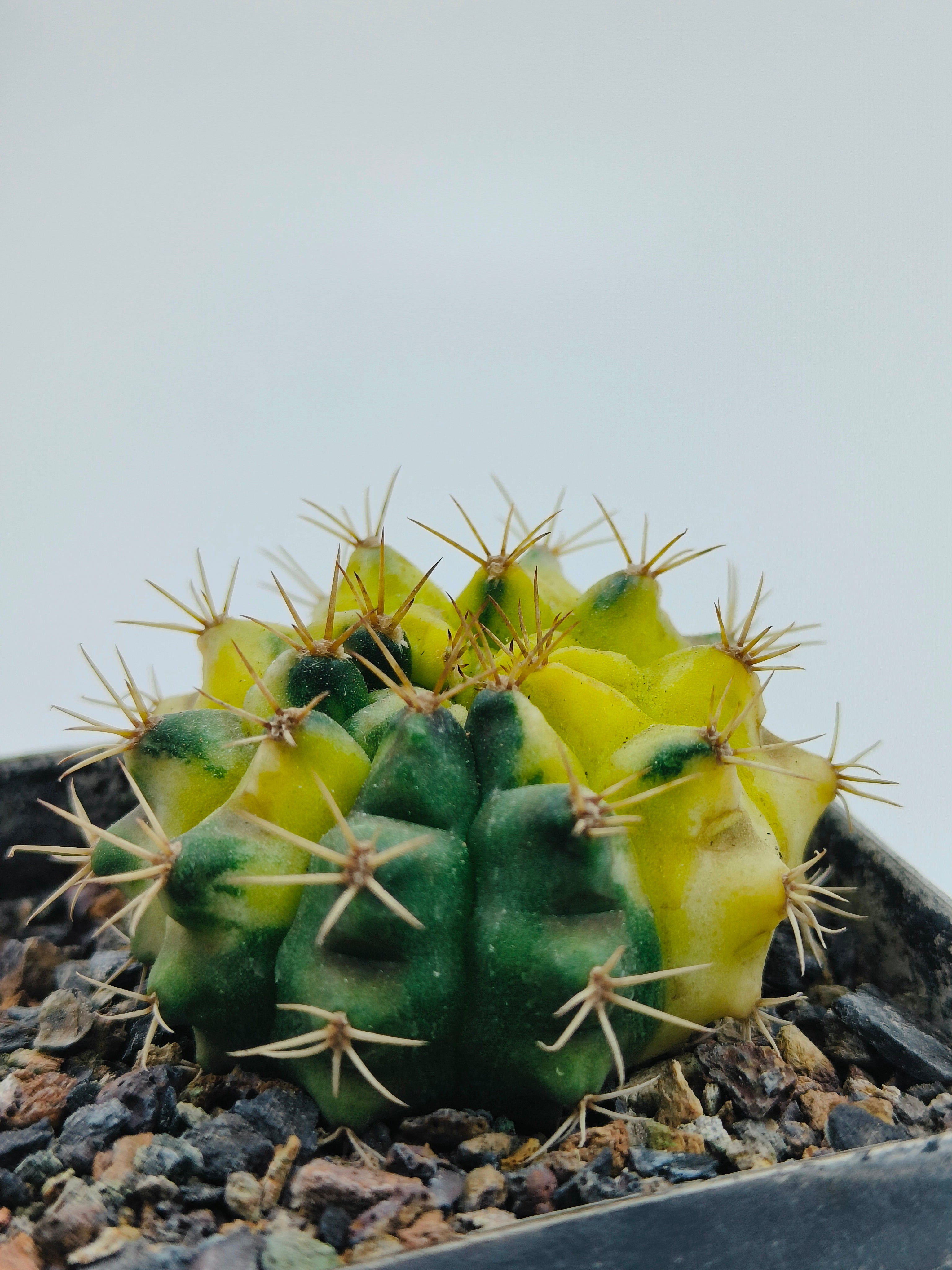 Gymnocalycium Hybrid Variegated