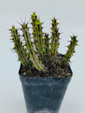 Euphorbia Sp Nova Somalia Hordio