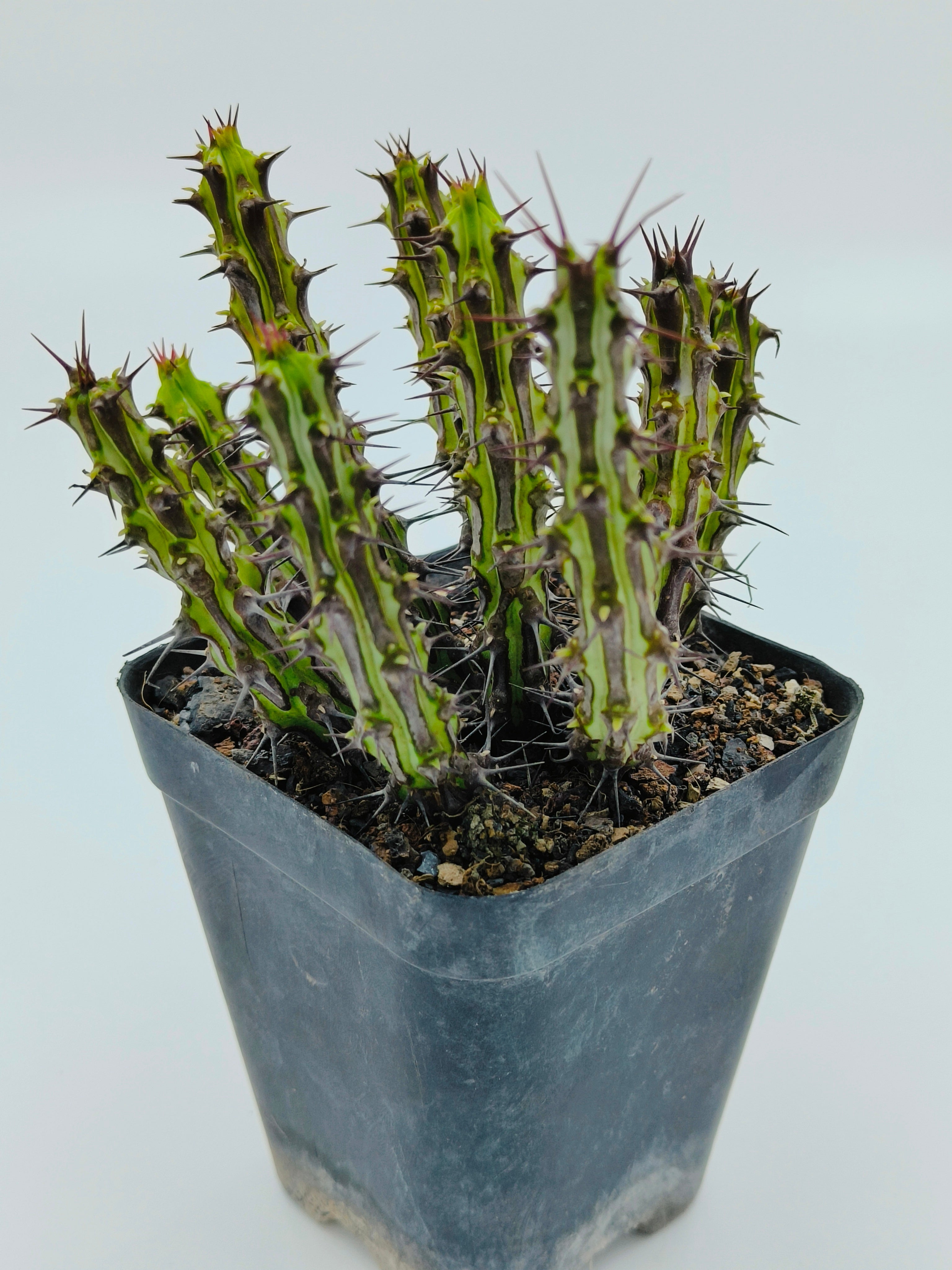 Euphorbia Sp Nova Somalia Hordio
