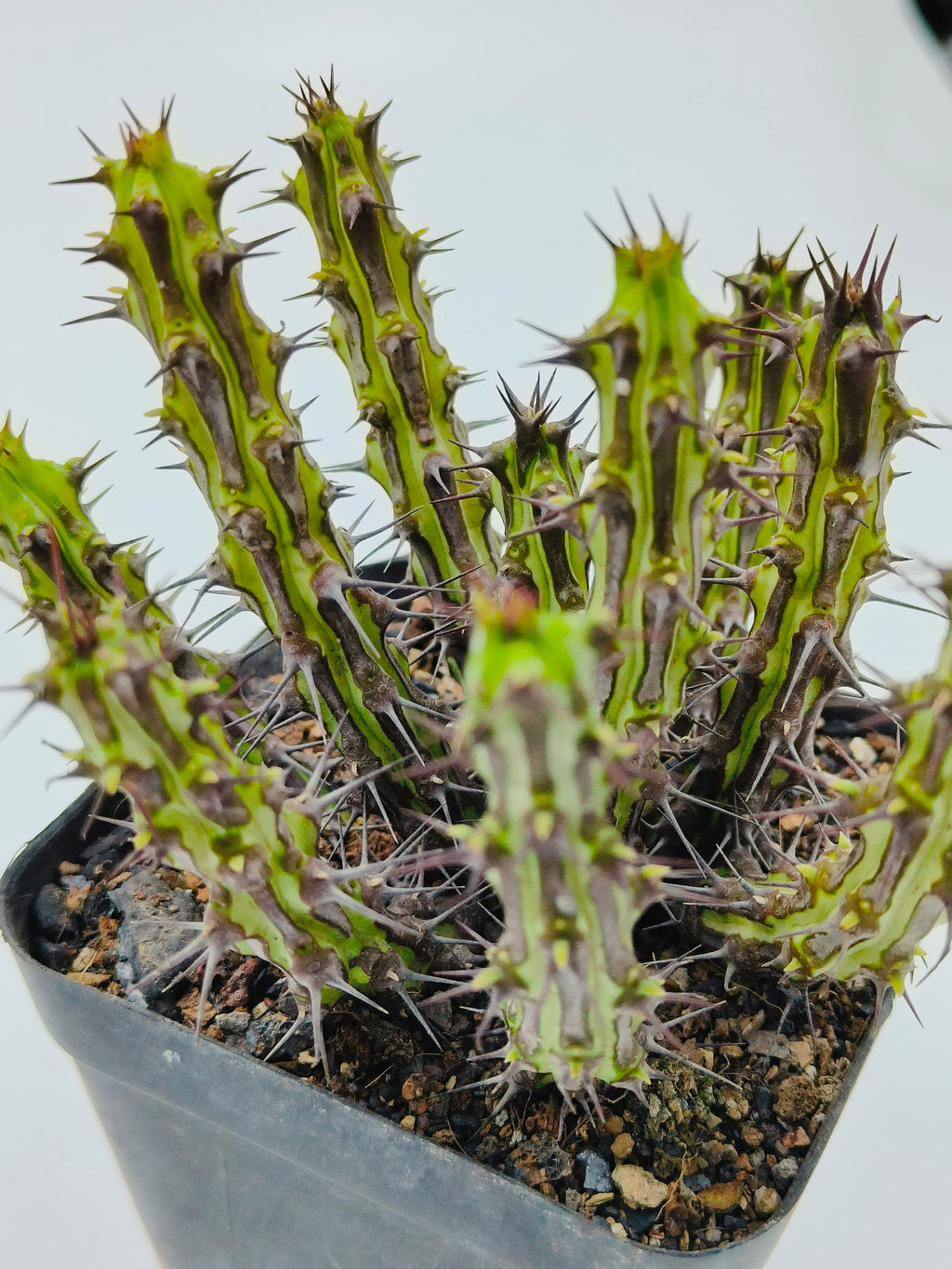 Euphorbia Sp Nova Somalia Hordio