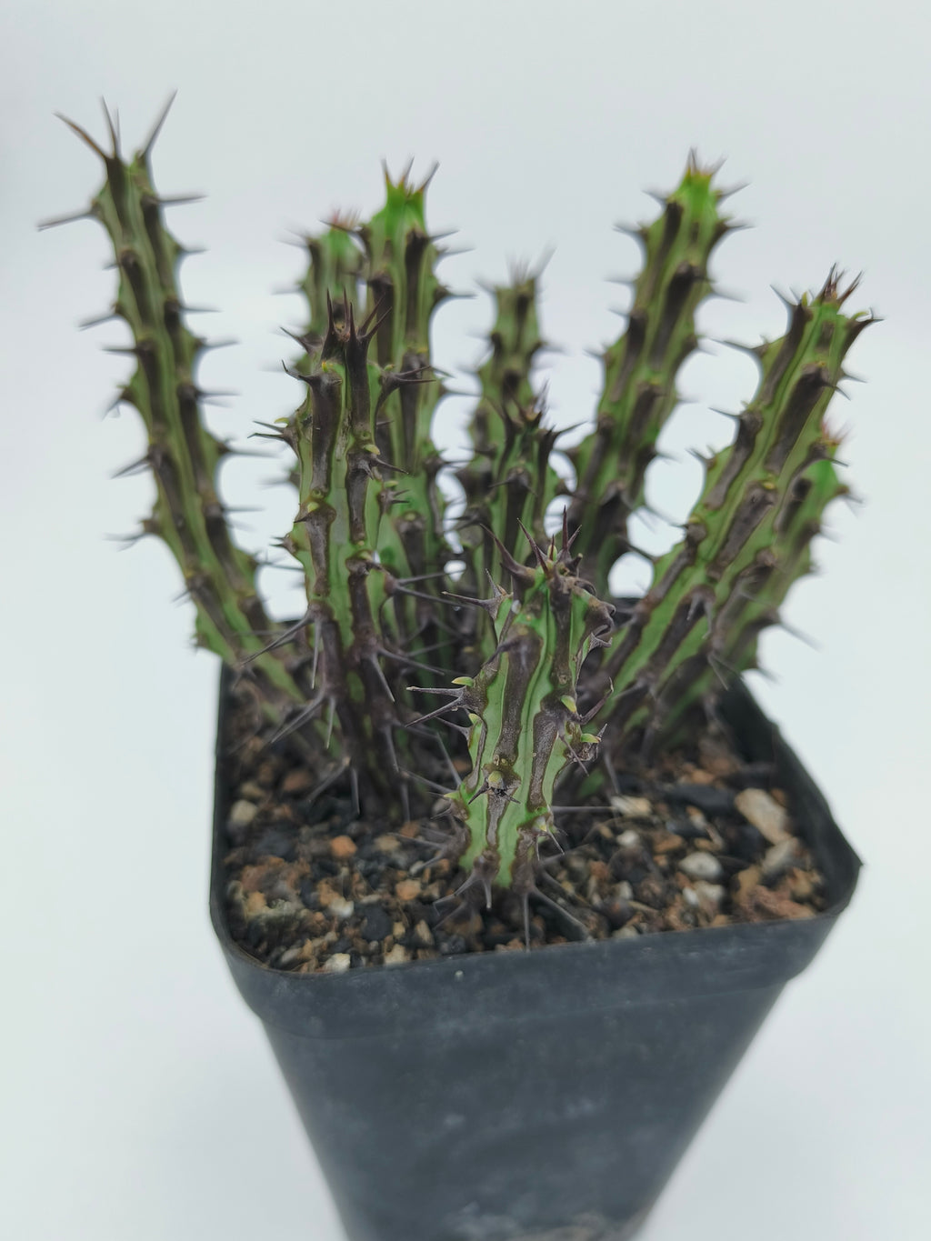 Euphorbia Sp Nova Somalia Hordio