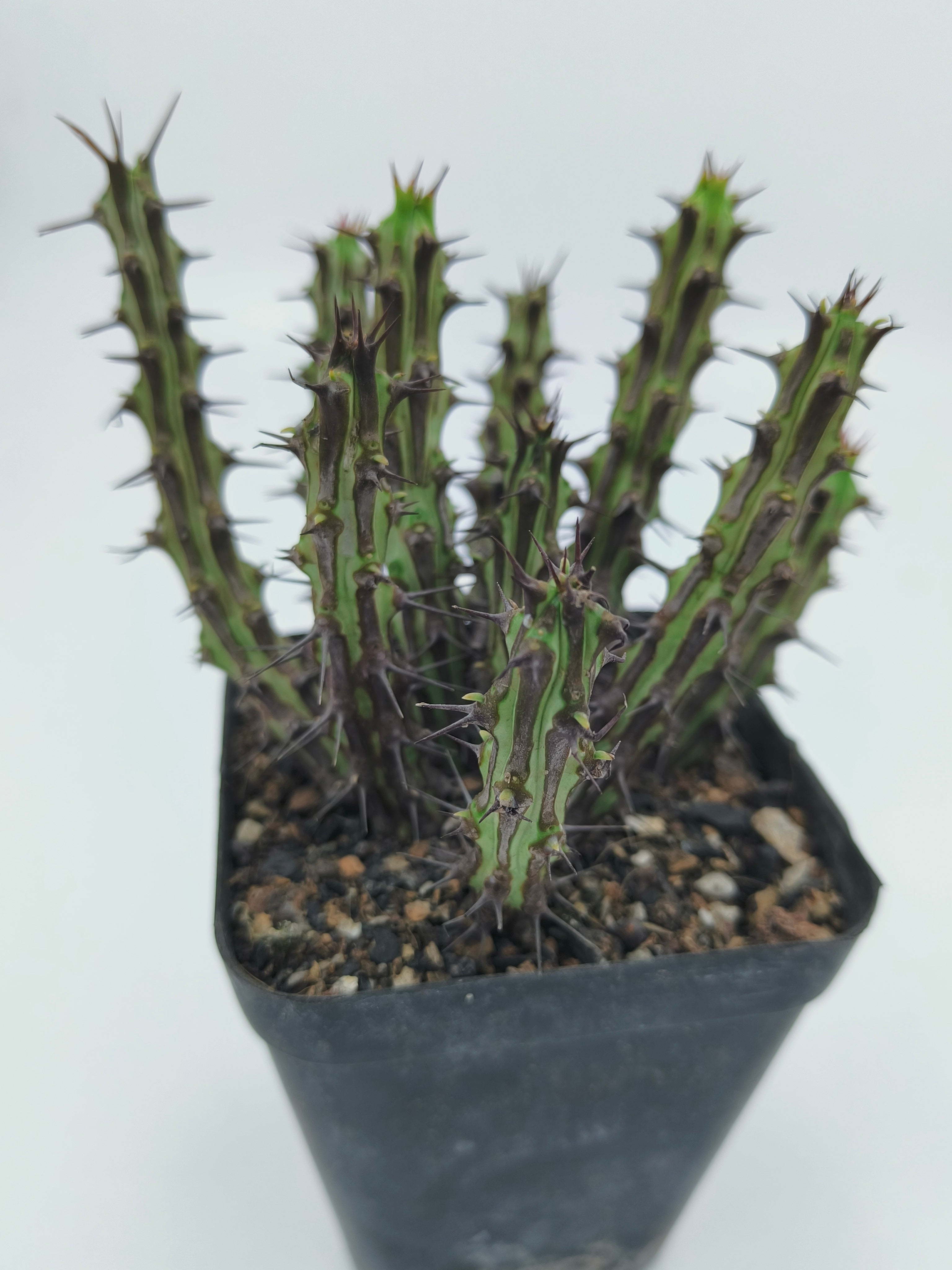Euphorbia Sp Nova Somalia Hordio