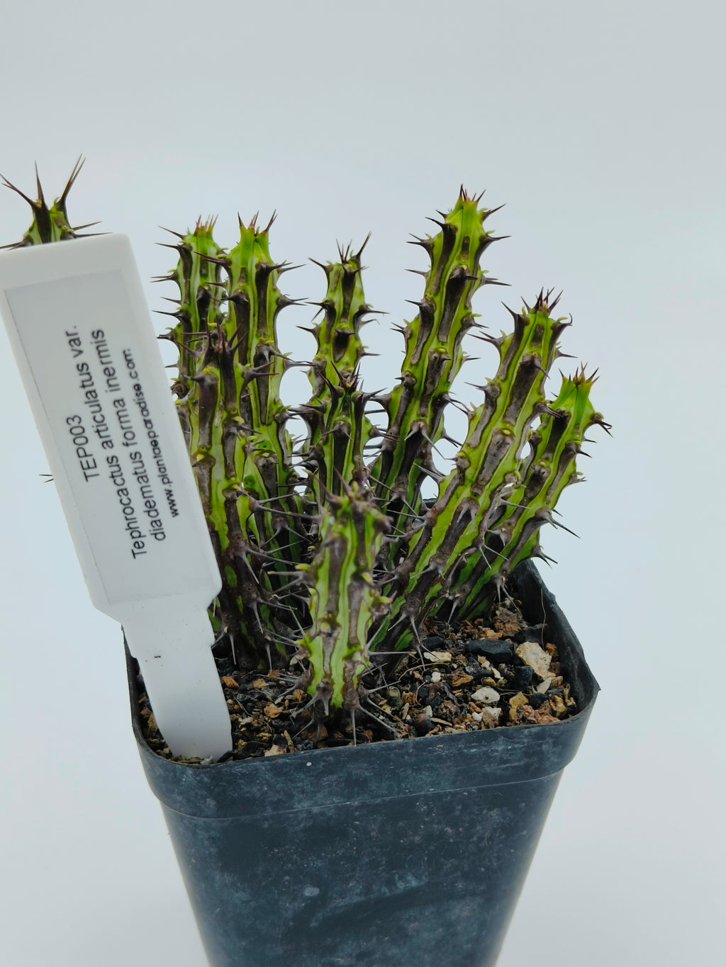 Euphorbia Sp Nova Somalia Hordio