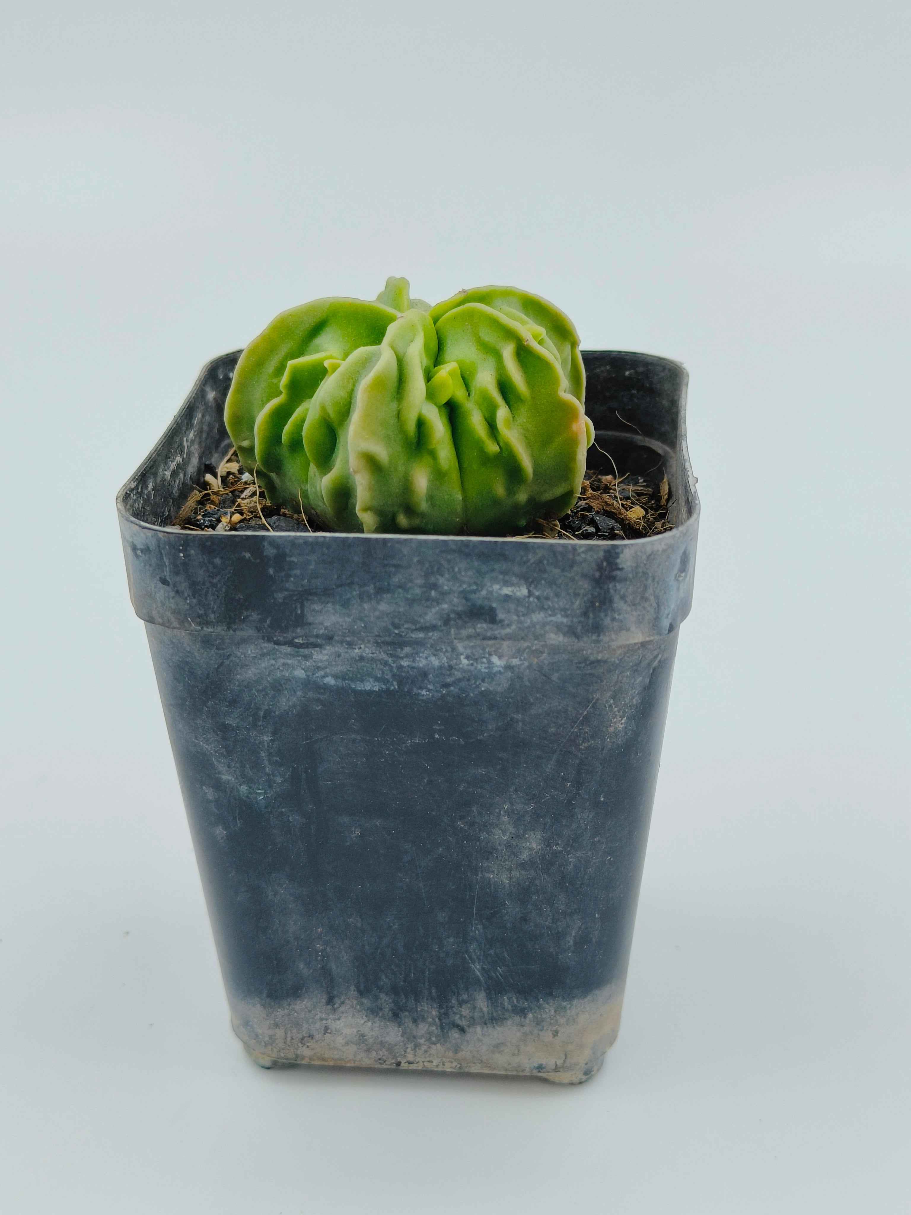 Astrophytum Myriostigma cv Fukuryu