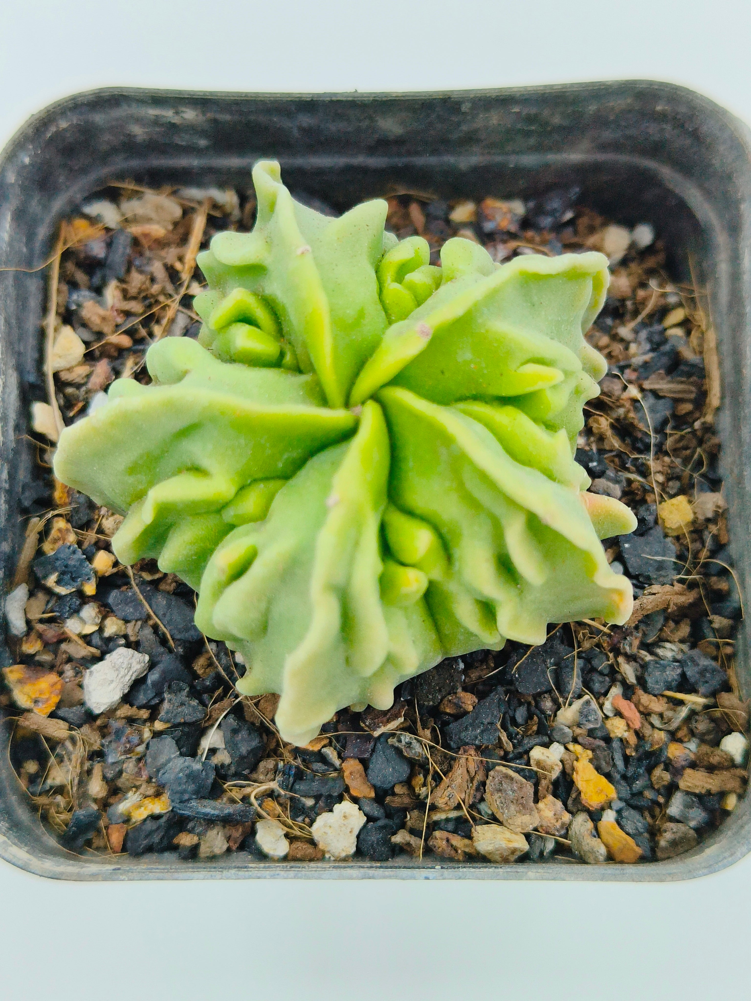 Astrophytum Myriostigma cv Fukuryu