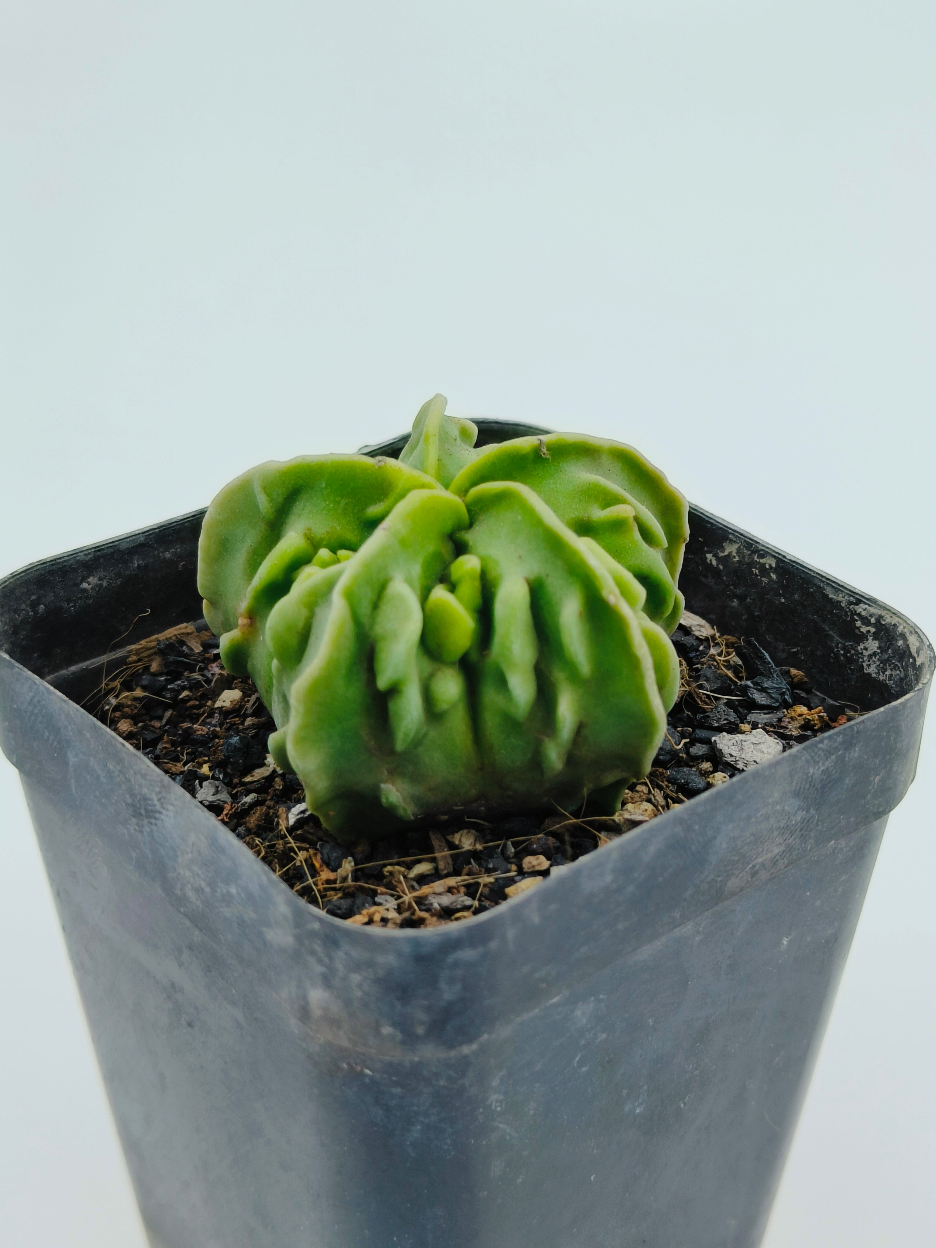 Astrophytum Myriostigma cv Fukuryu