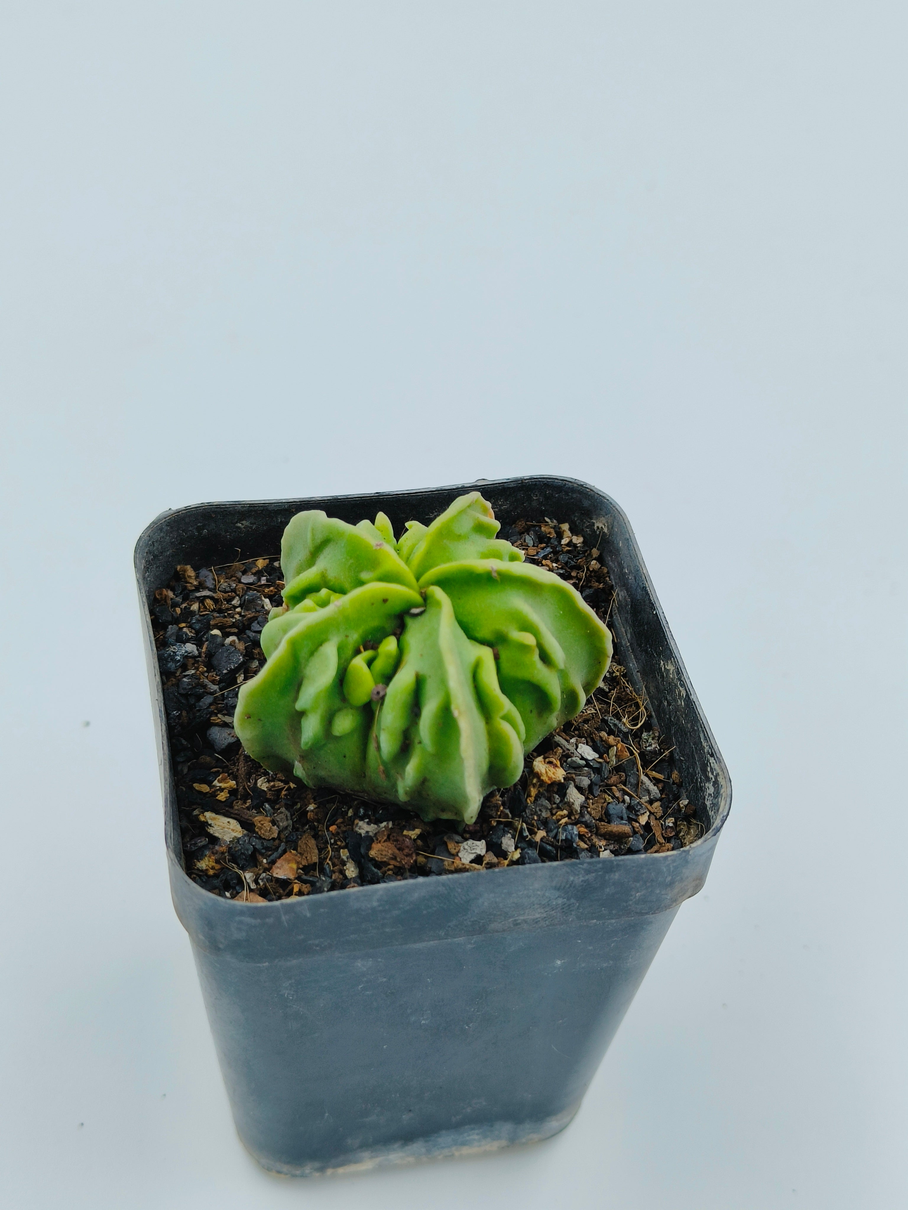 Astrophytum Myriostigma cv Fukuryu