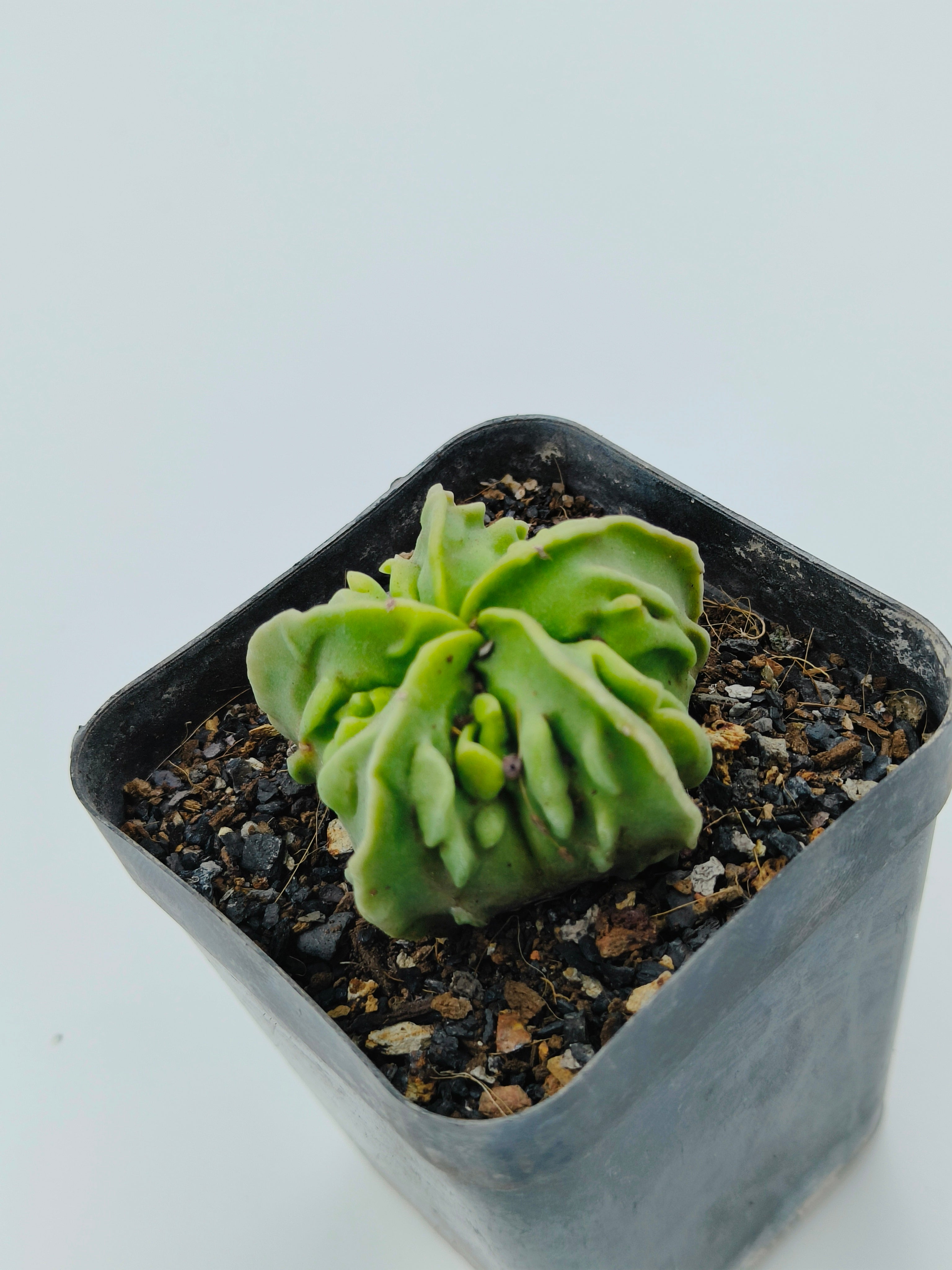 Astrophytum Myriostigma cv Fukuryu