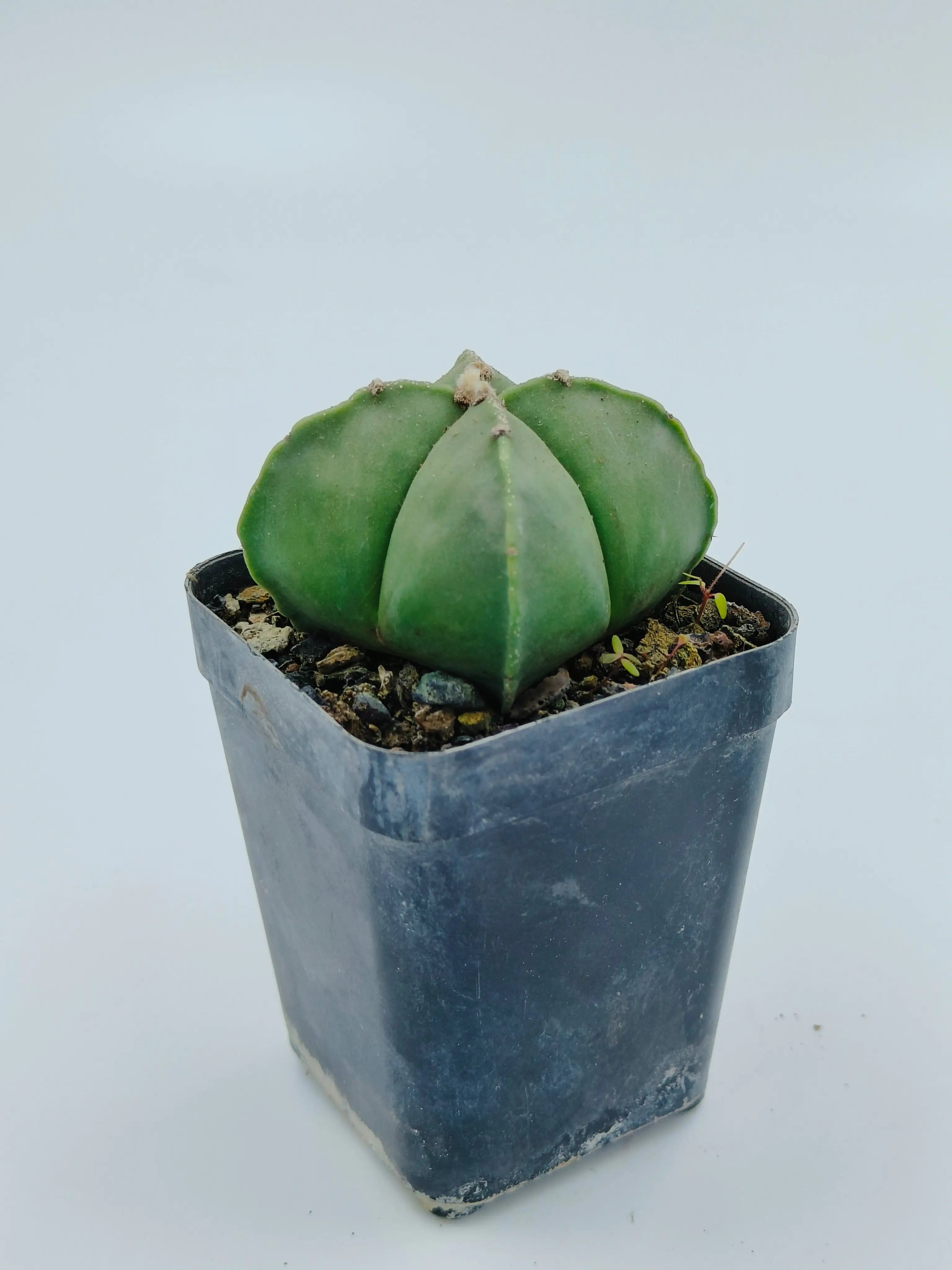 Astrophytum Myriostigma Quadricostatum