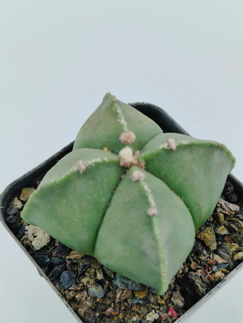 Astrophytum Myriostigma Quadricostatum