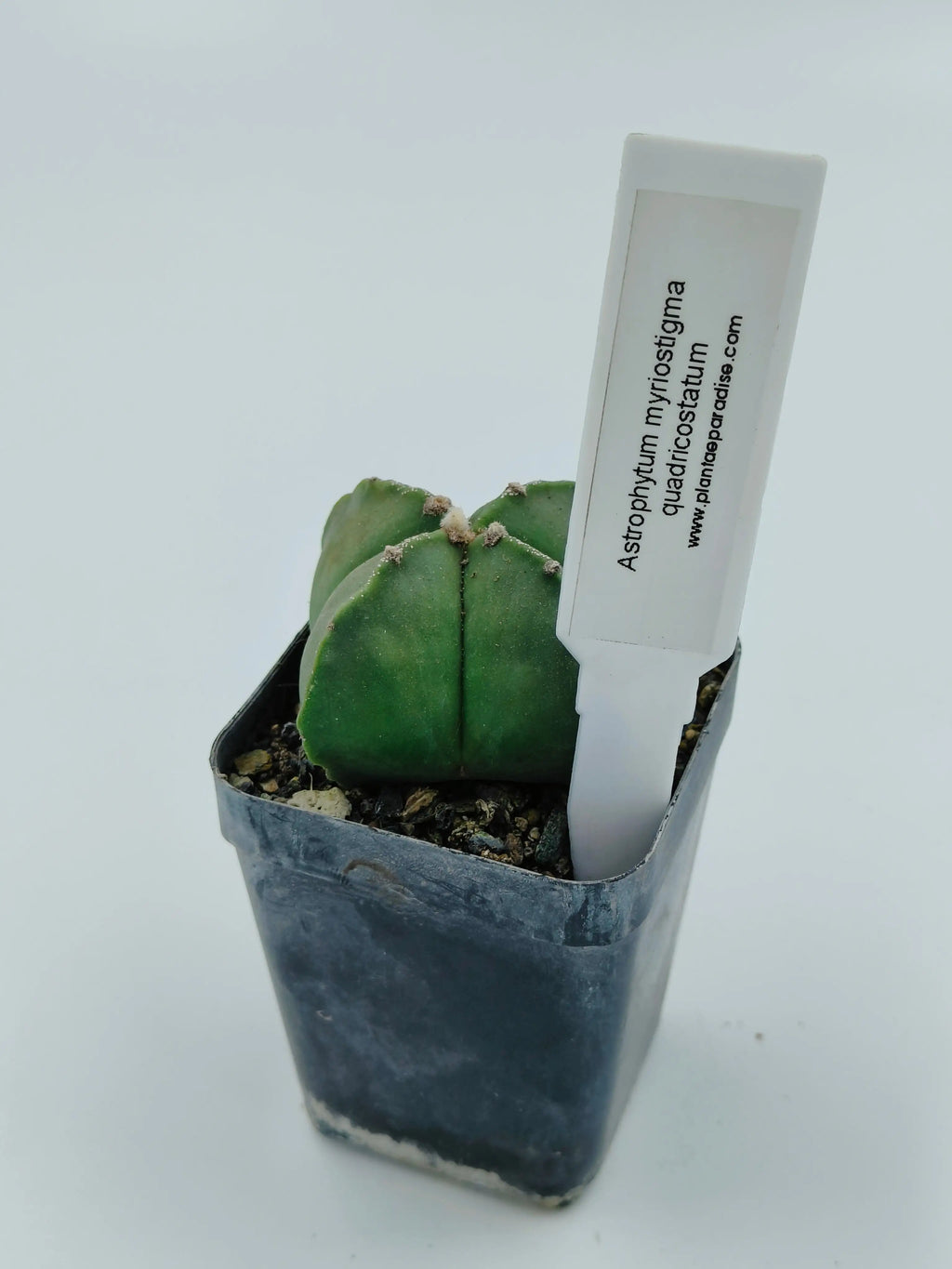 Astrophytum Myriostigma Quadricostatum