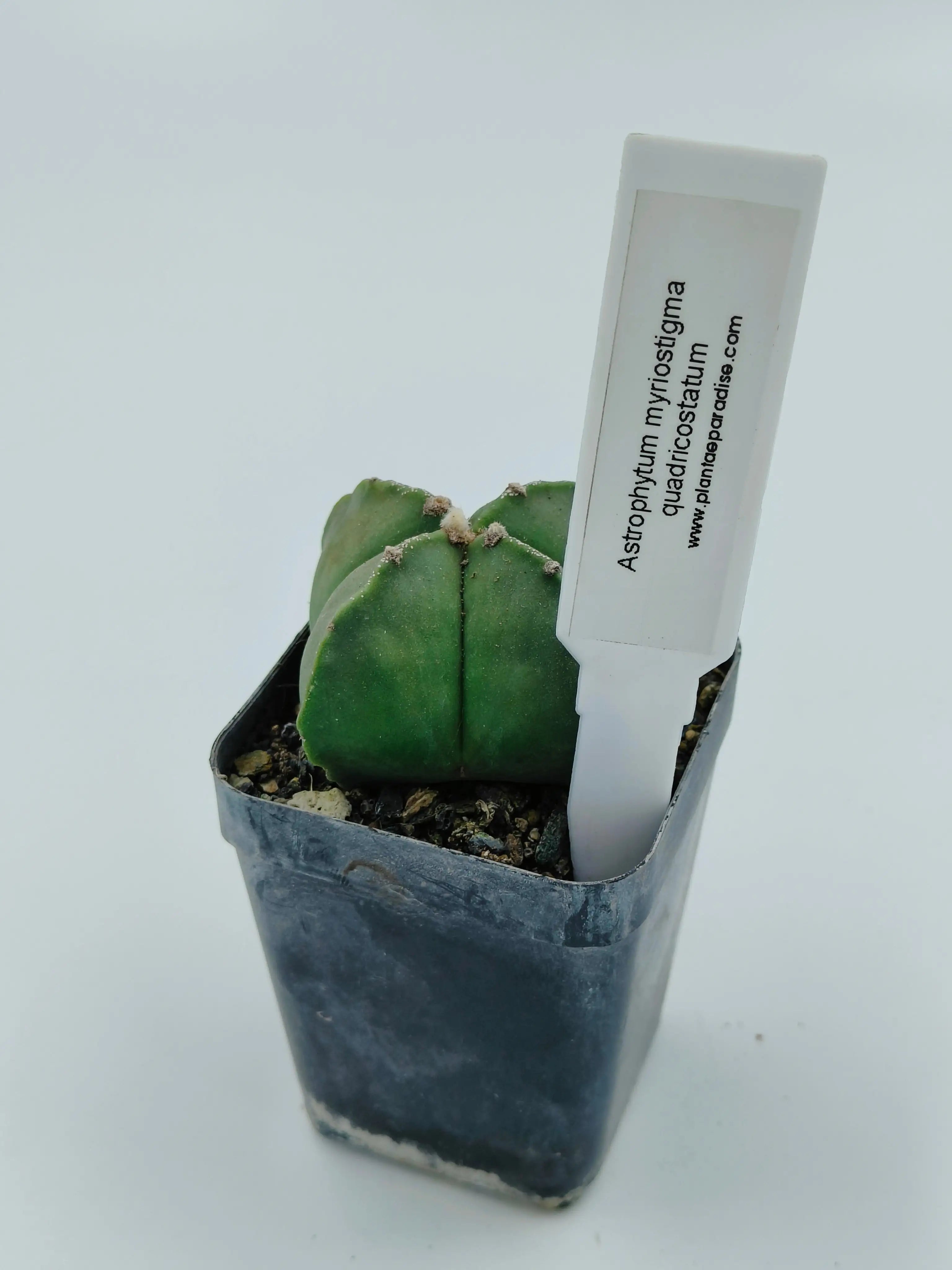 Astrophytum Myriostigma Quadricostatum