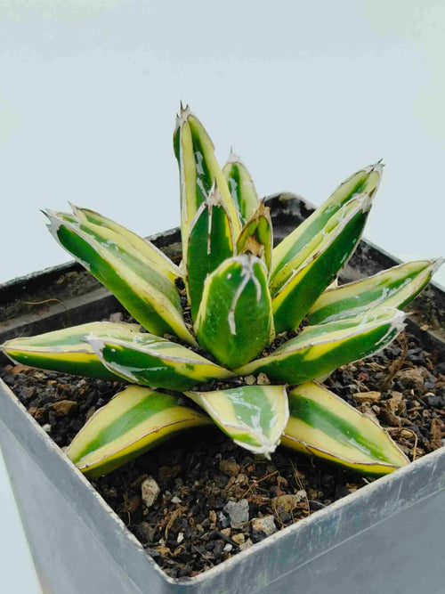 Variegated agave succulent with green and yellow striped leaves in a pot