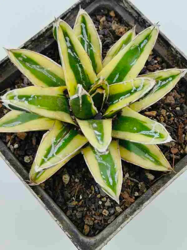 Agave Victoriae Reginae Variegated cv Kizan