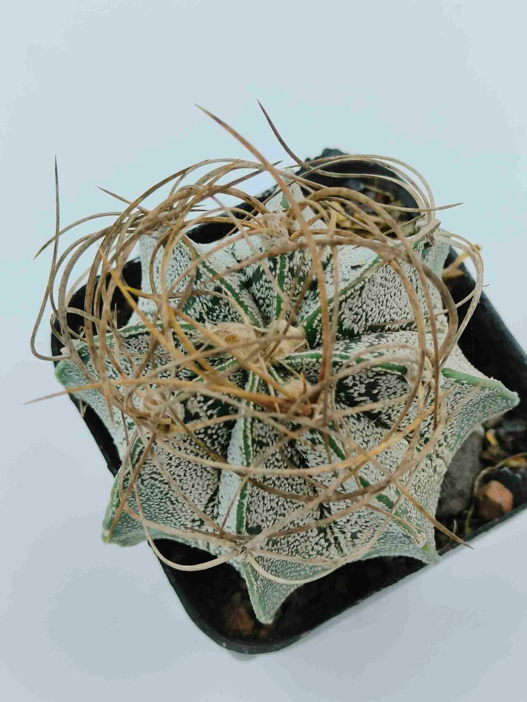 Astrophytum capricorne
