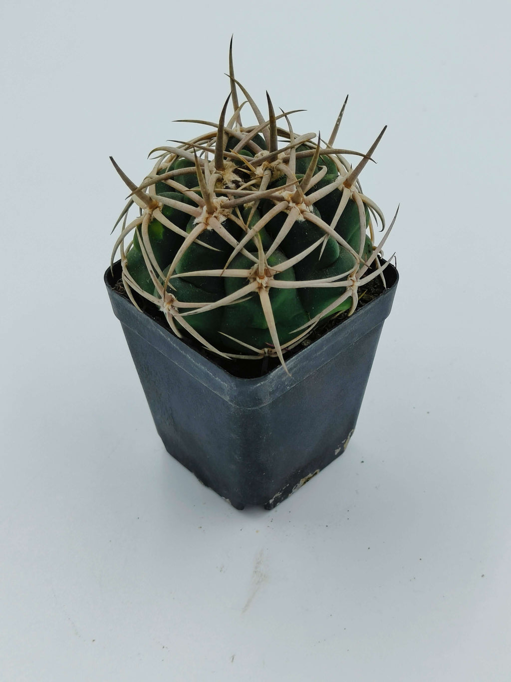 Gymnocalycium Ferox