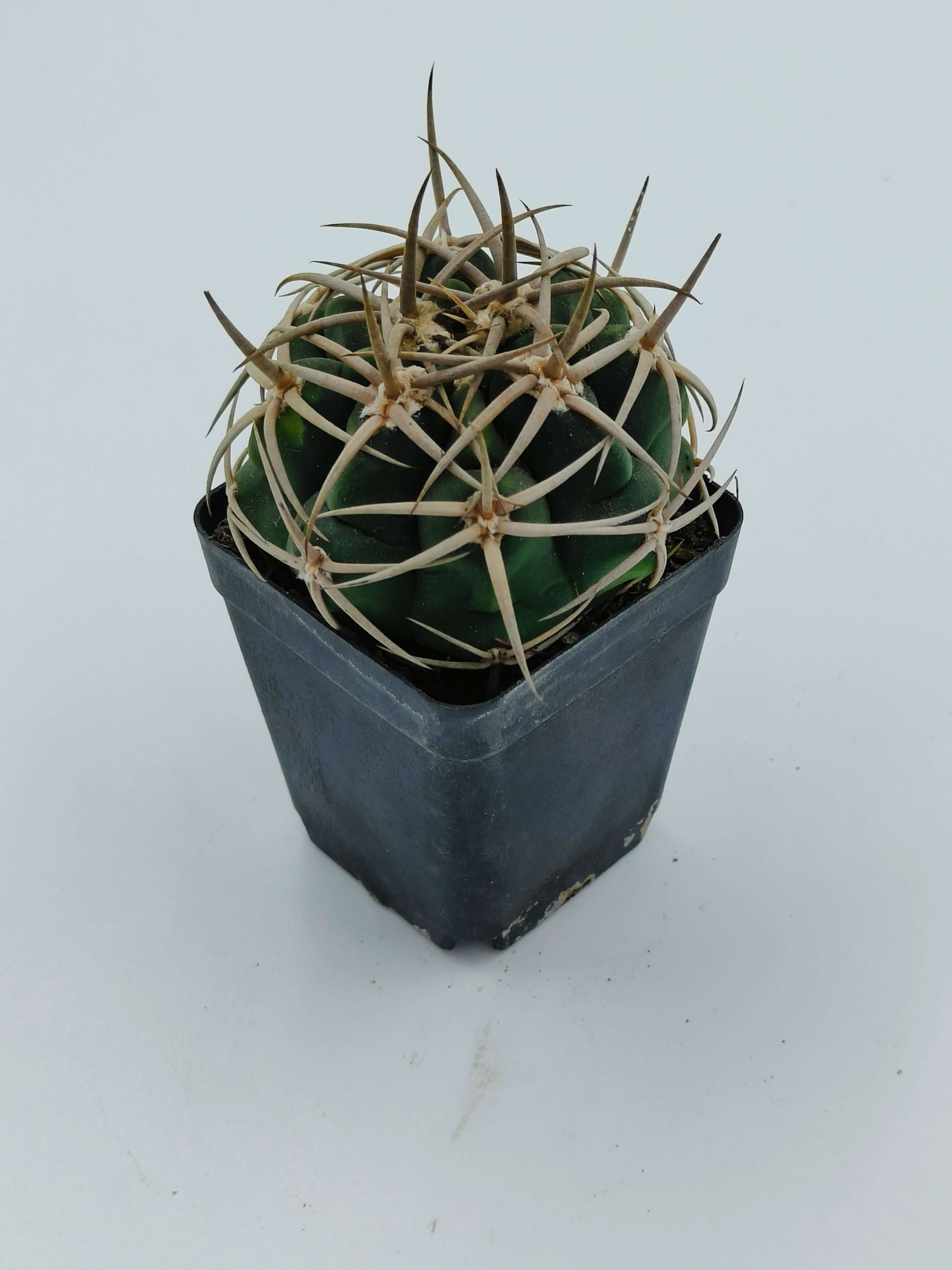 Gymnocalycium Ferox