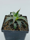 Agave Xylonacantha
