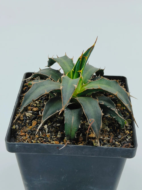 Spiky green agave succulent in black pot, ideal for collectors and rare plant enthusiasts