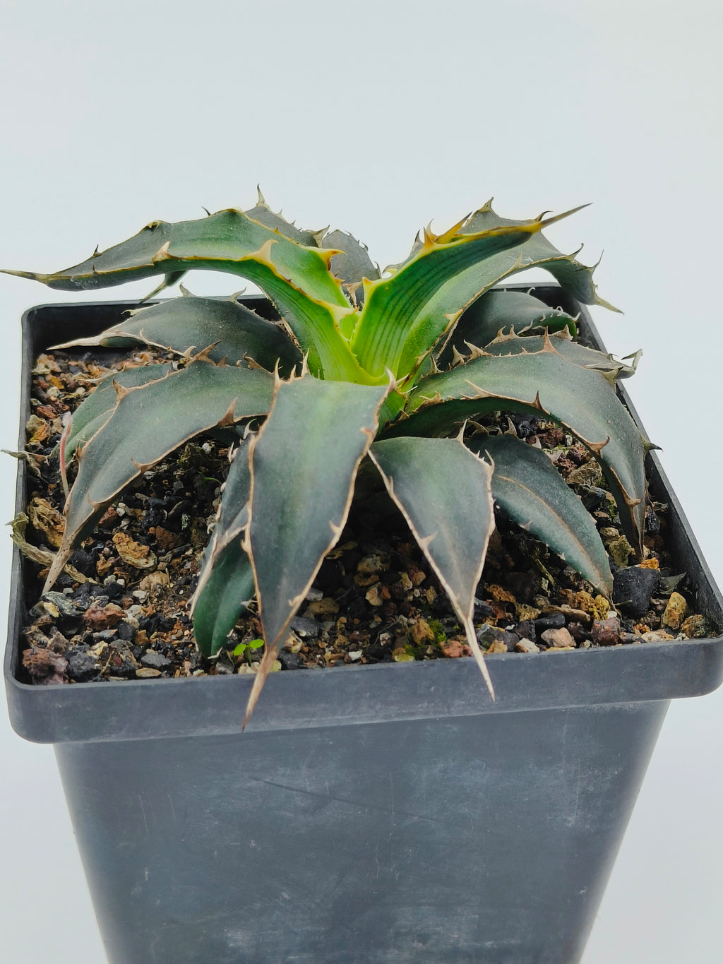 Agave Xylonacantha