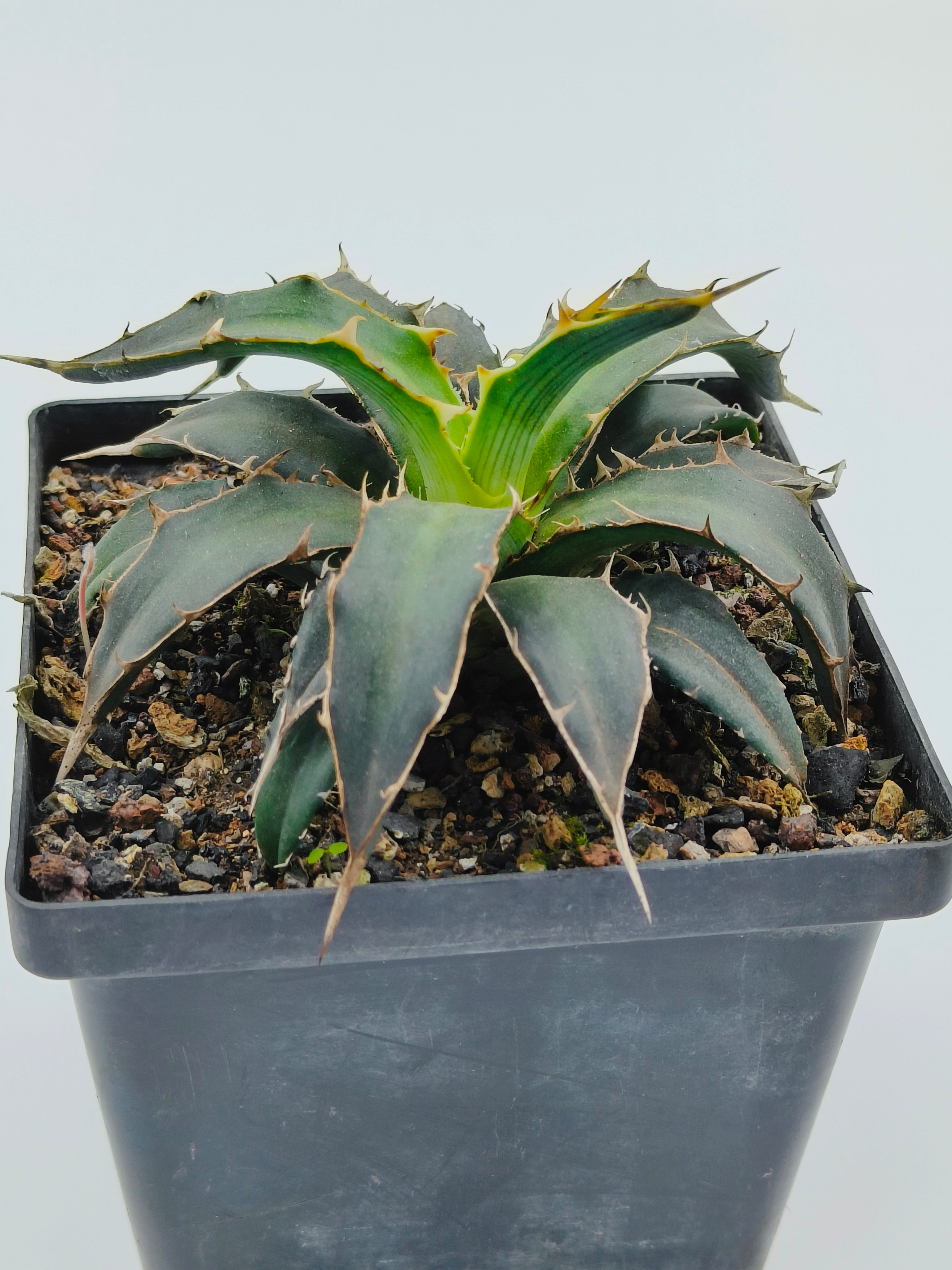 Agave Xylonacantha