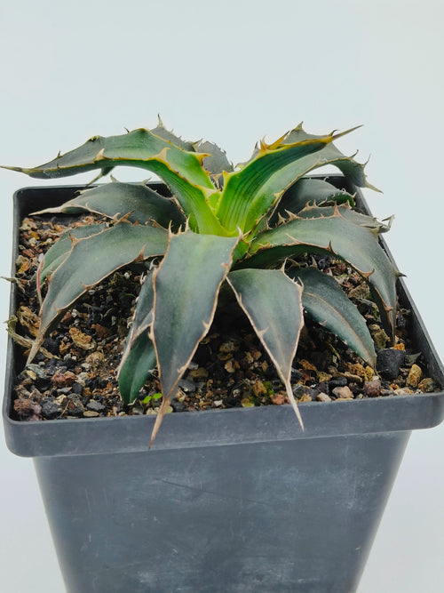 Agave Xylonacantha