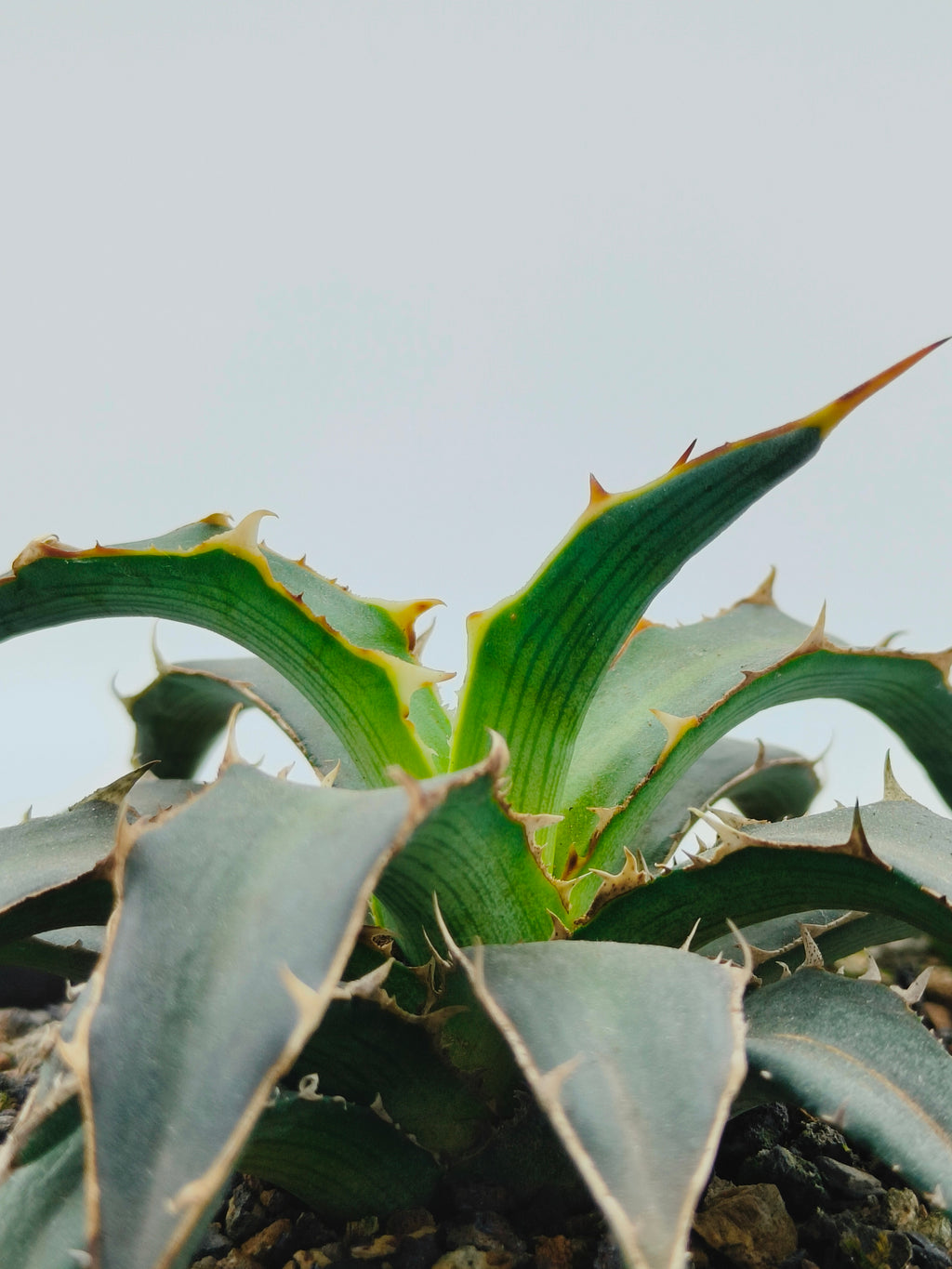 Agave Xylonacantha