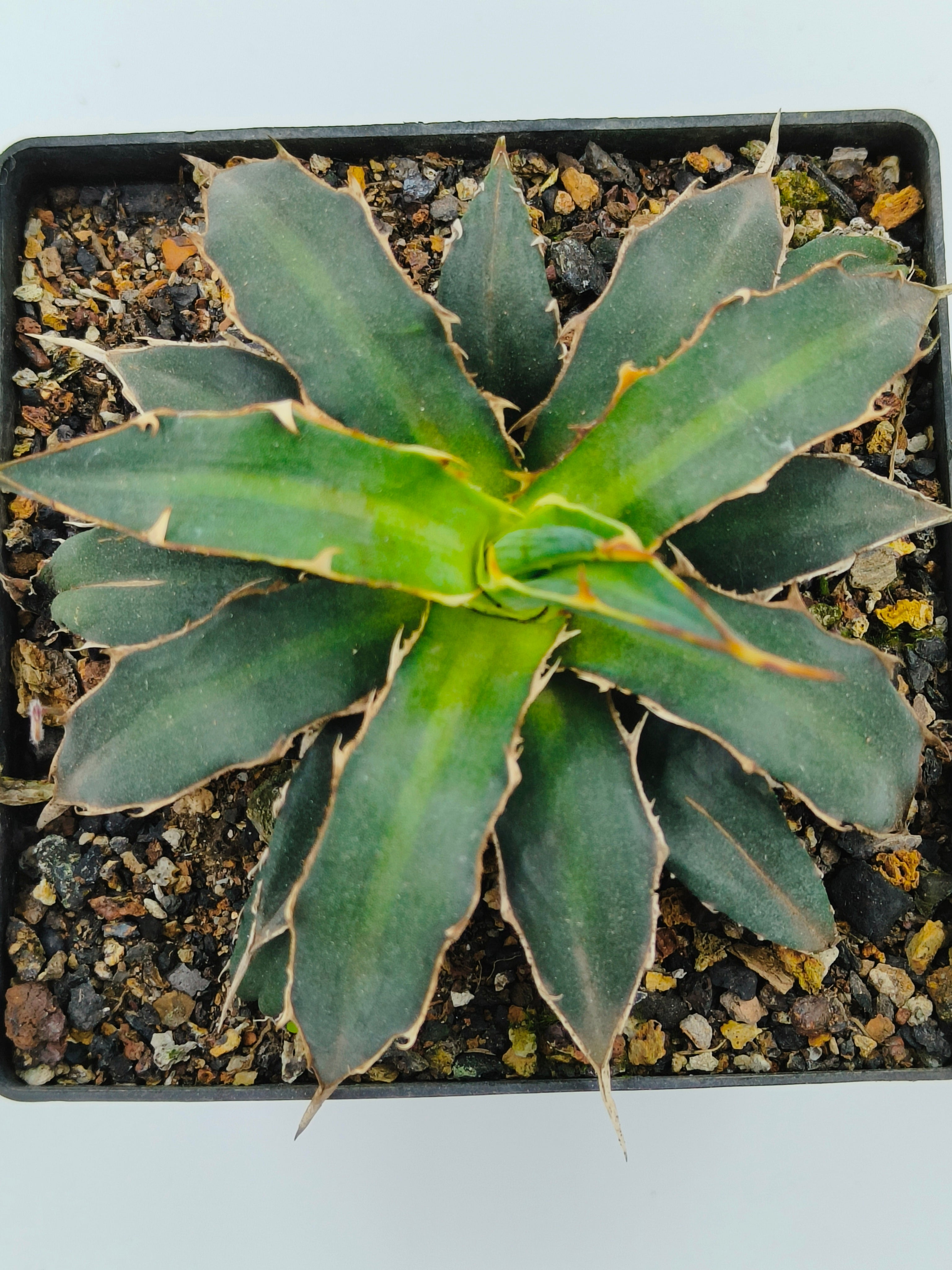 Agave Xylonacantha