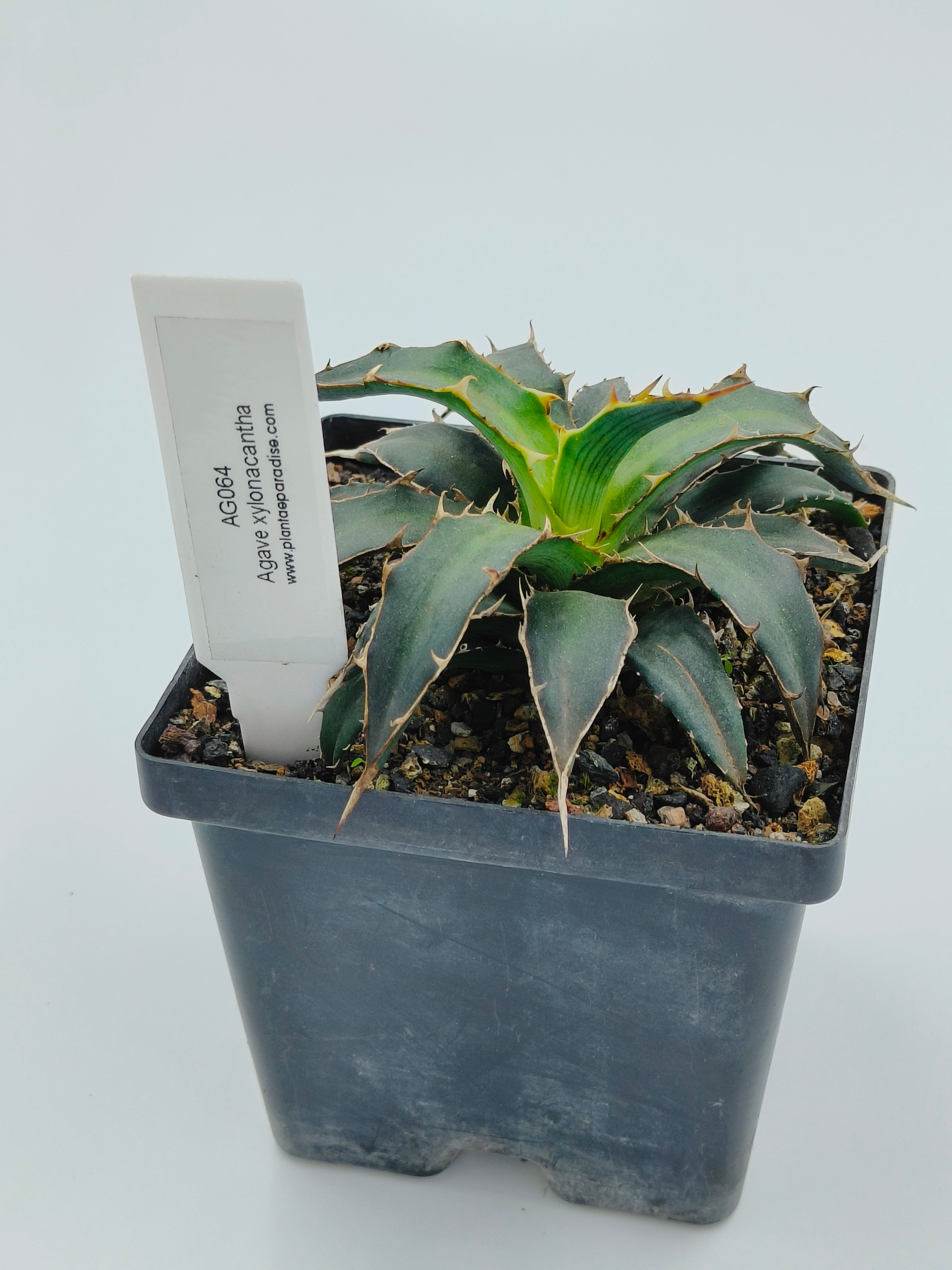 Agave Xylonacantha