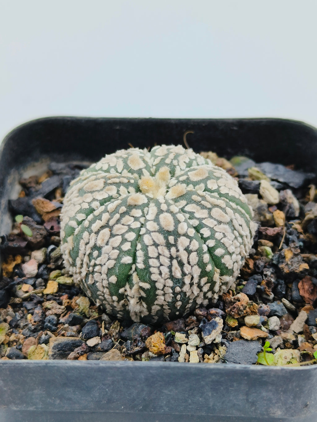 Astrophytum Asterias Super Kabuto