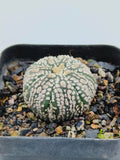 Astrophytum Asterias Super Kabuto