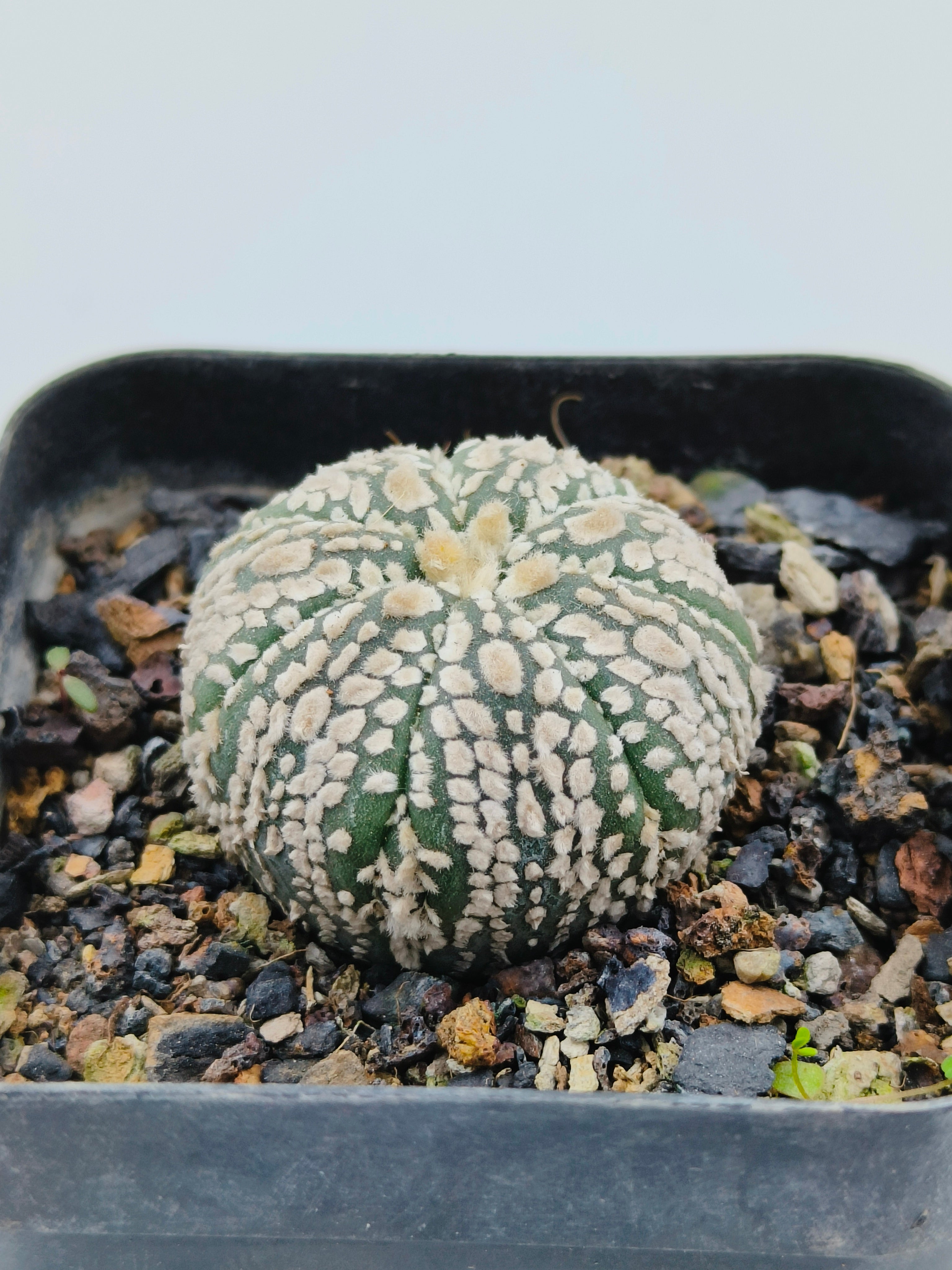 Astrophytum Asterias Super Kabuto