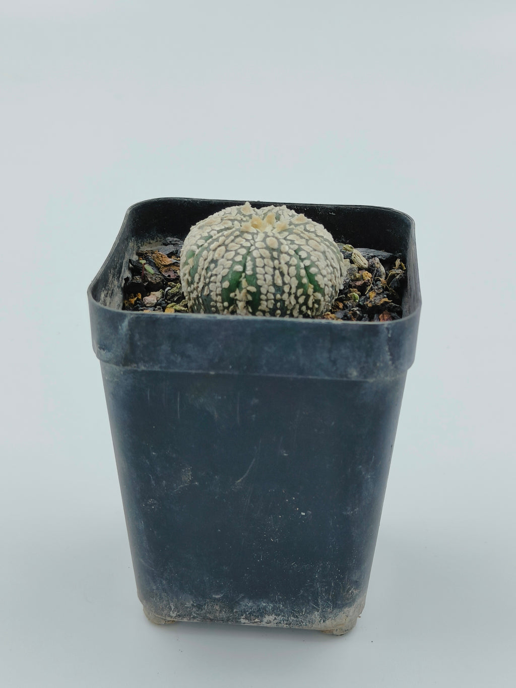 Astrophytum Asterias Super Kabuto